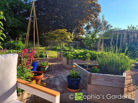 View from an outdoor armchair along a traditional brick pathway to a beautiful Japanese Maple tree. The brick pathway borders geometric raised beds which are part of a beautiful kitchen garden